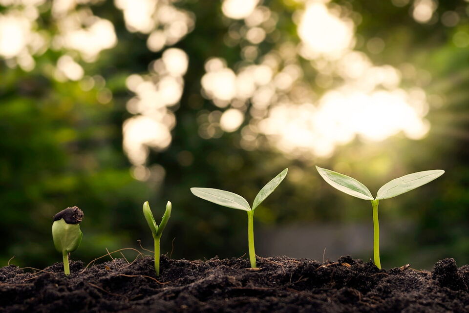 2 Tages Seminar: SEED - Einführung in die Skala der emotionalen Entwicklung